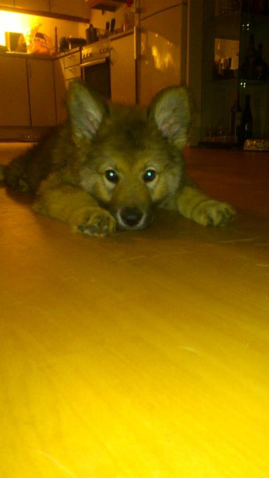 Tjekkoslovakisk ulvehund Roko billede 33