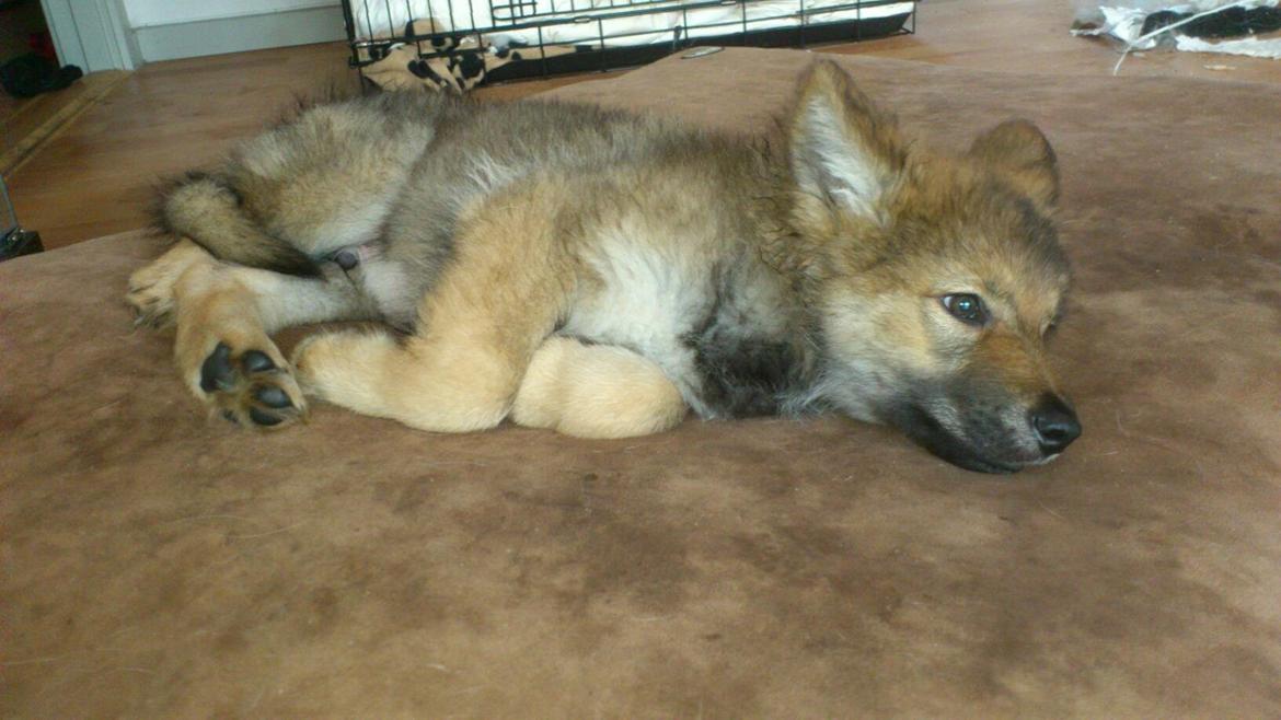 Tjekkoslovakisk ulvehund Roko billede 28