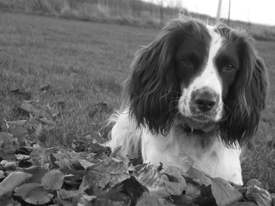 Engelsk springer spaniel Troja billede 7