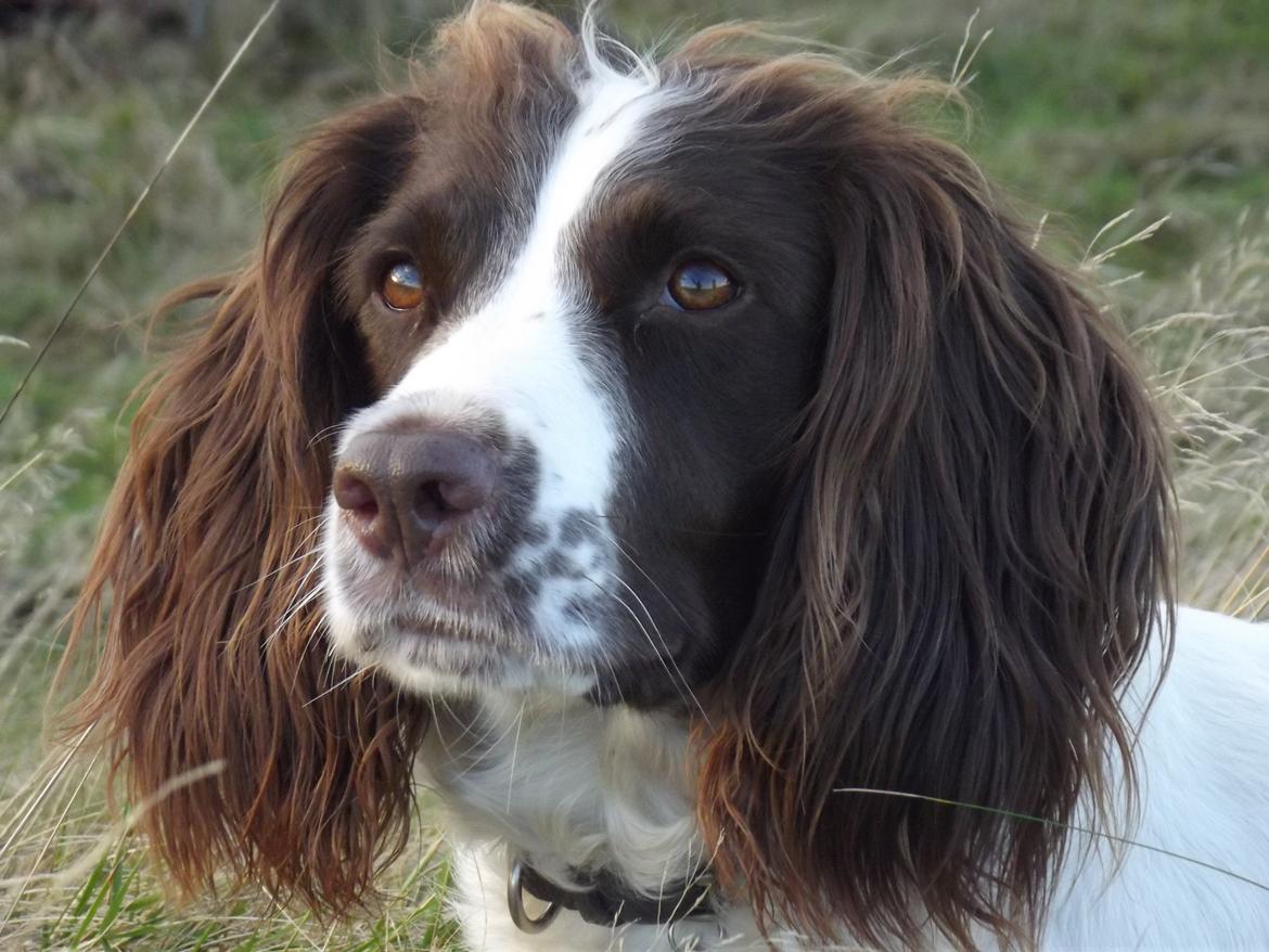 Engelsk springer spaniel Troja billede 17
