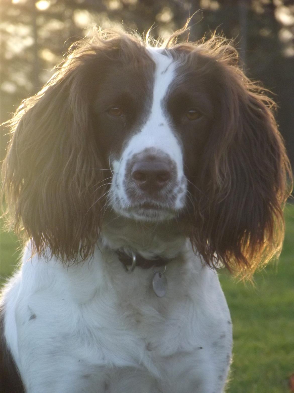 Engelsk springer spaniel Troja billede 1