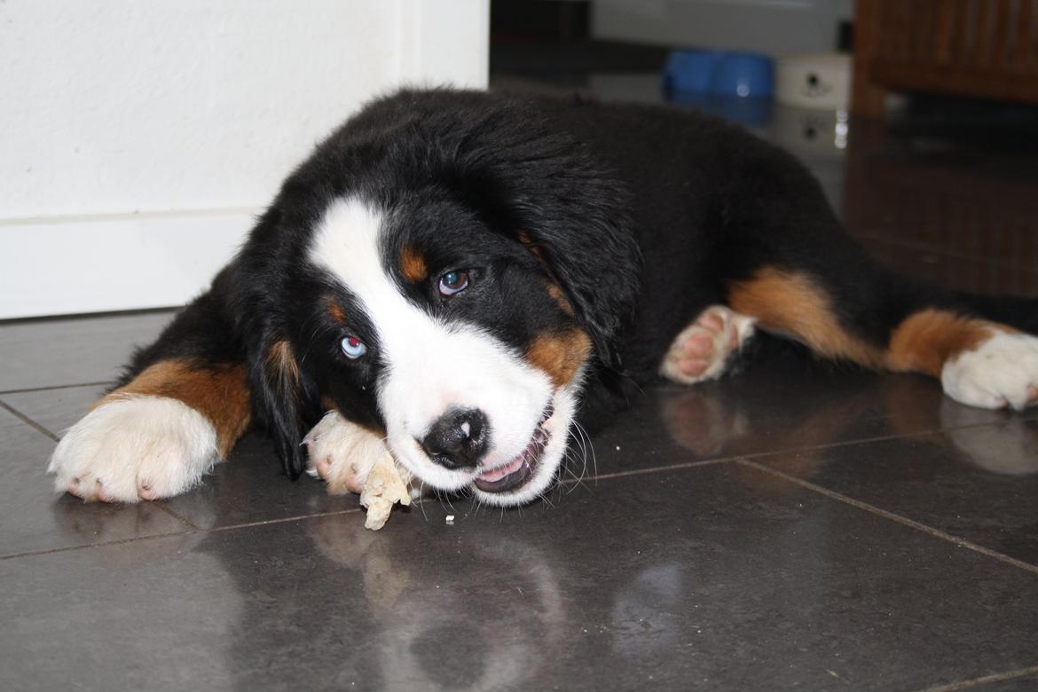 Berner sennenhund Aika billede 2