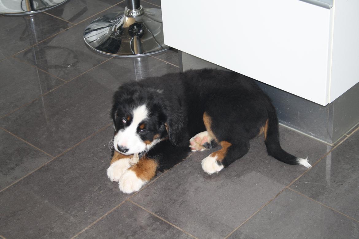 Berner sennenhund Aika billede 3