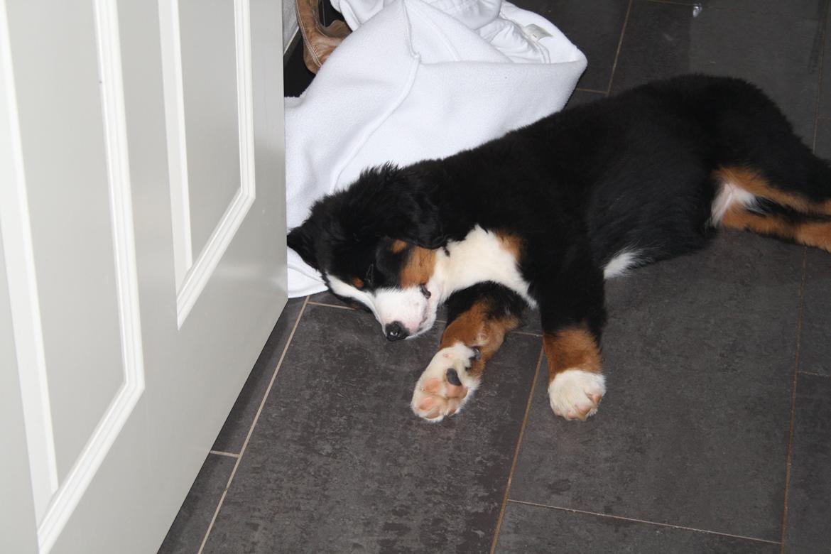 Berner sennenhund Aika billede 4