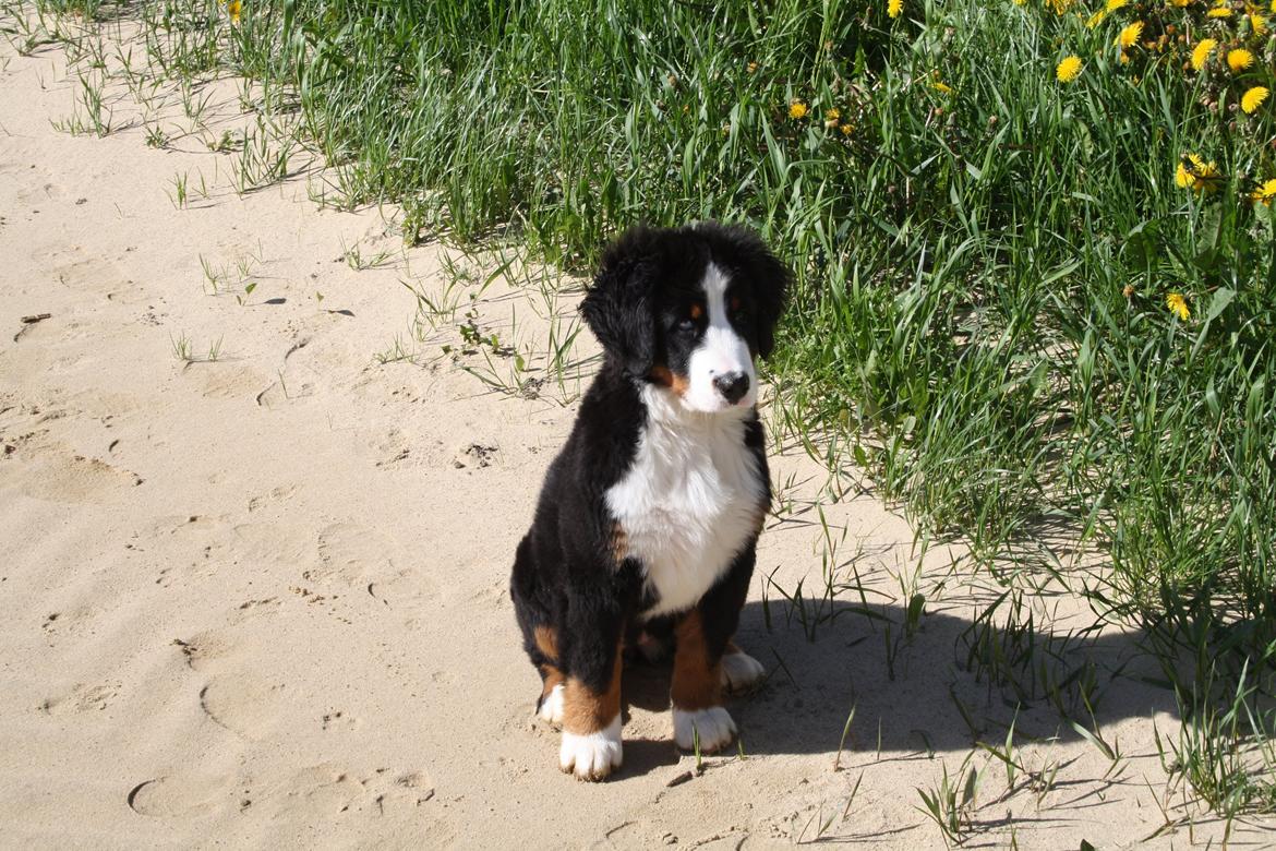 Berner sennenhund Aika billede 5