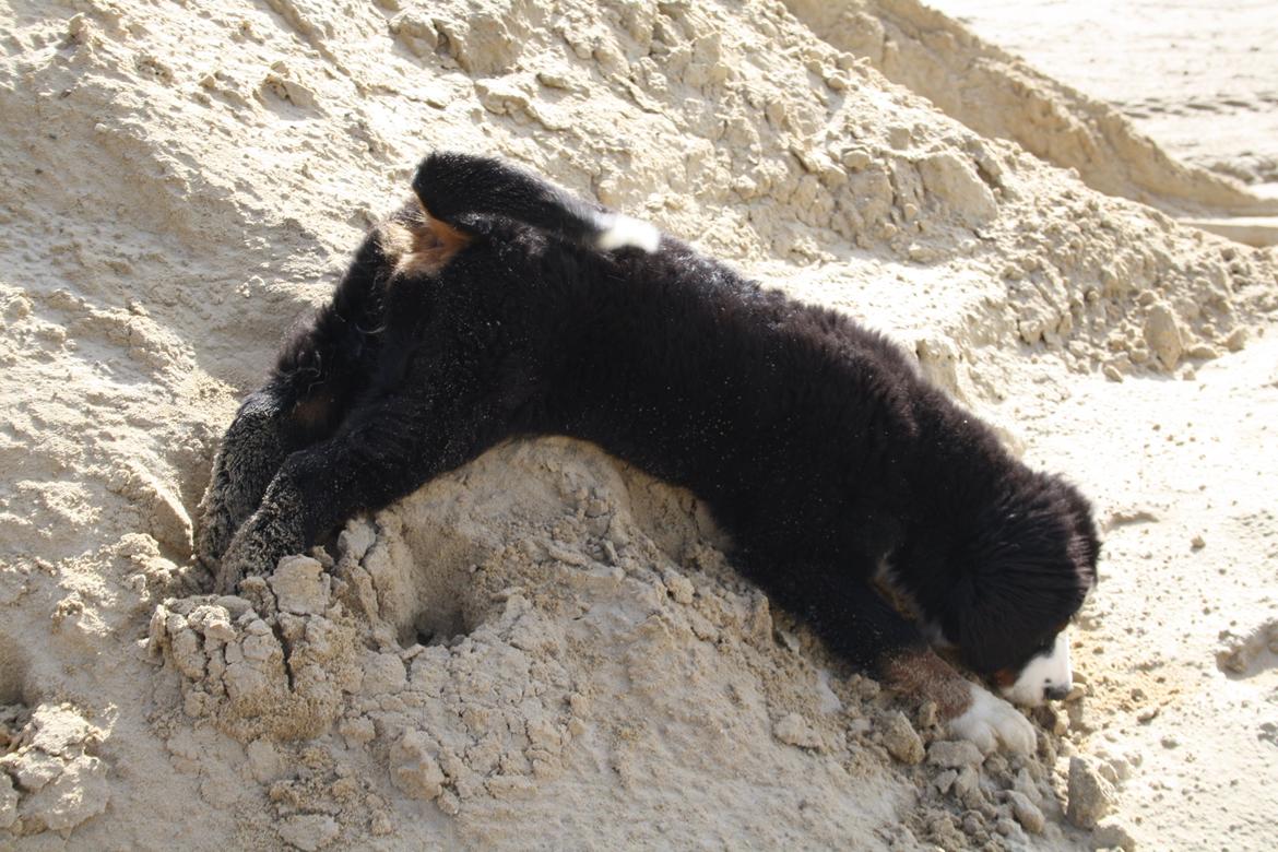 Berner sennenhund Aika billede 6