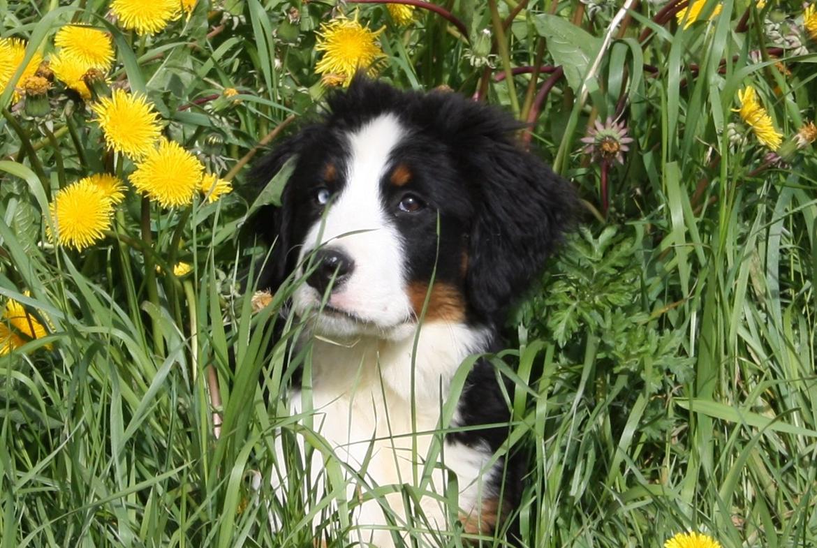 Berner sennenhund Aika billede 7