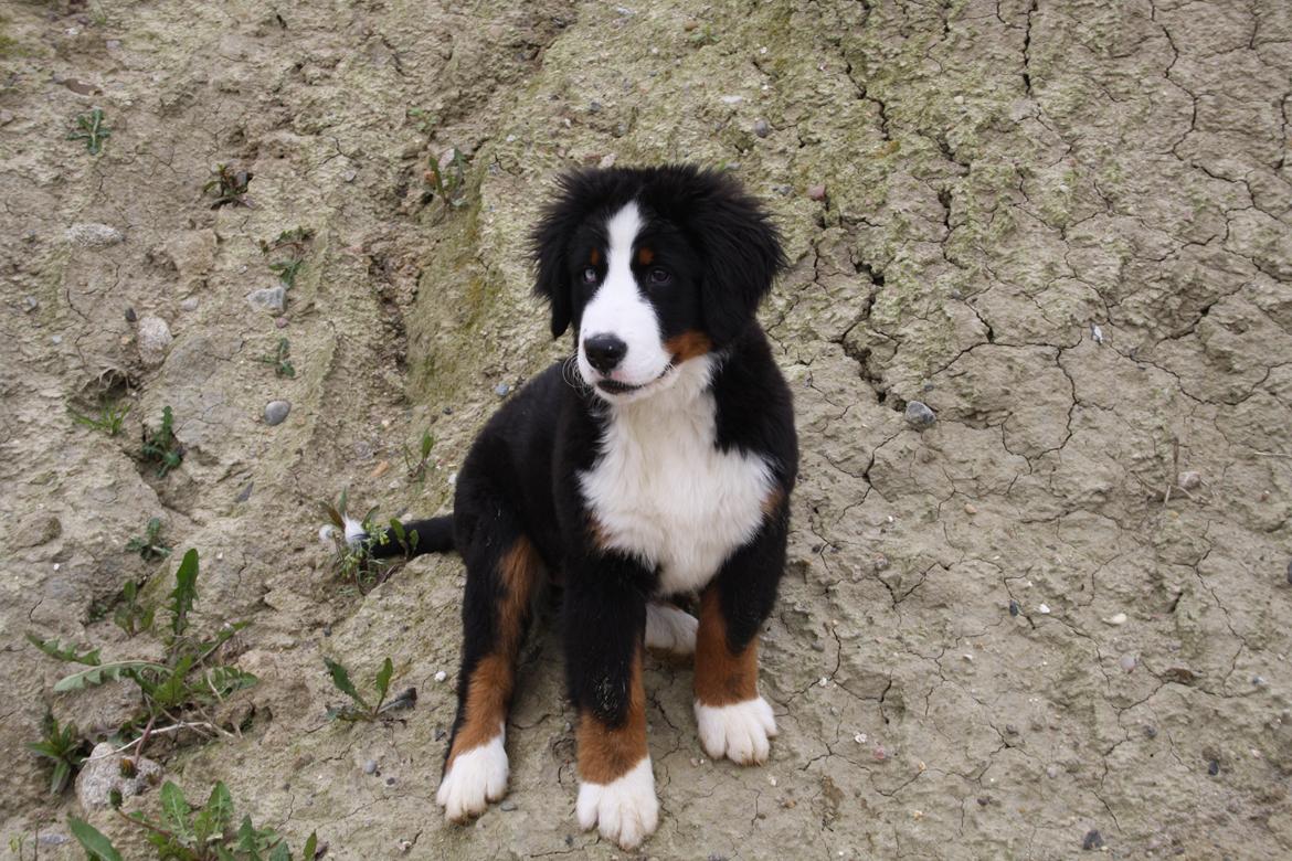 Berner sennenhund Aika billede 8