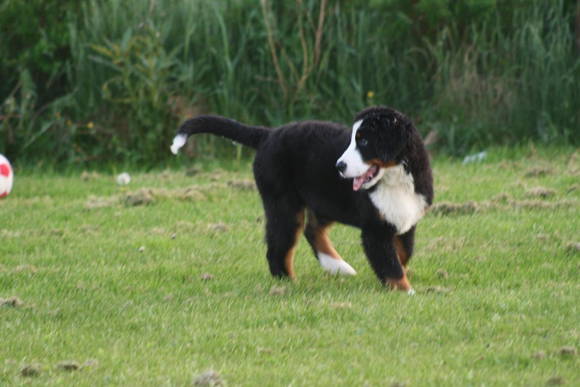 Berner sennenhund Aika billede 9