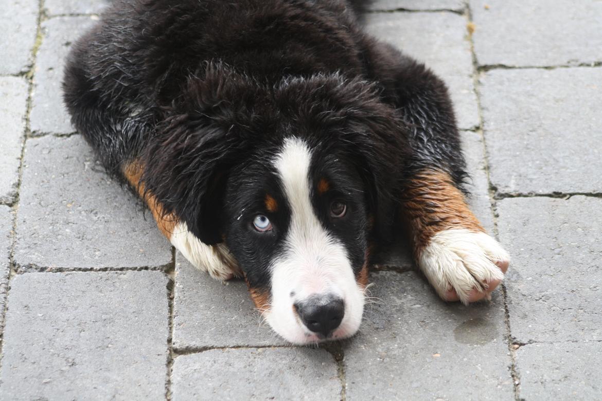 Berner sennenhund Aika billede 10