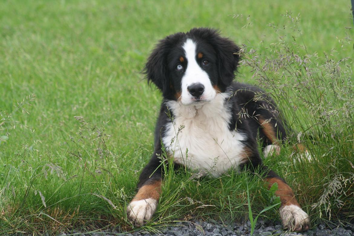 Berner sennenhund Aika billede 11