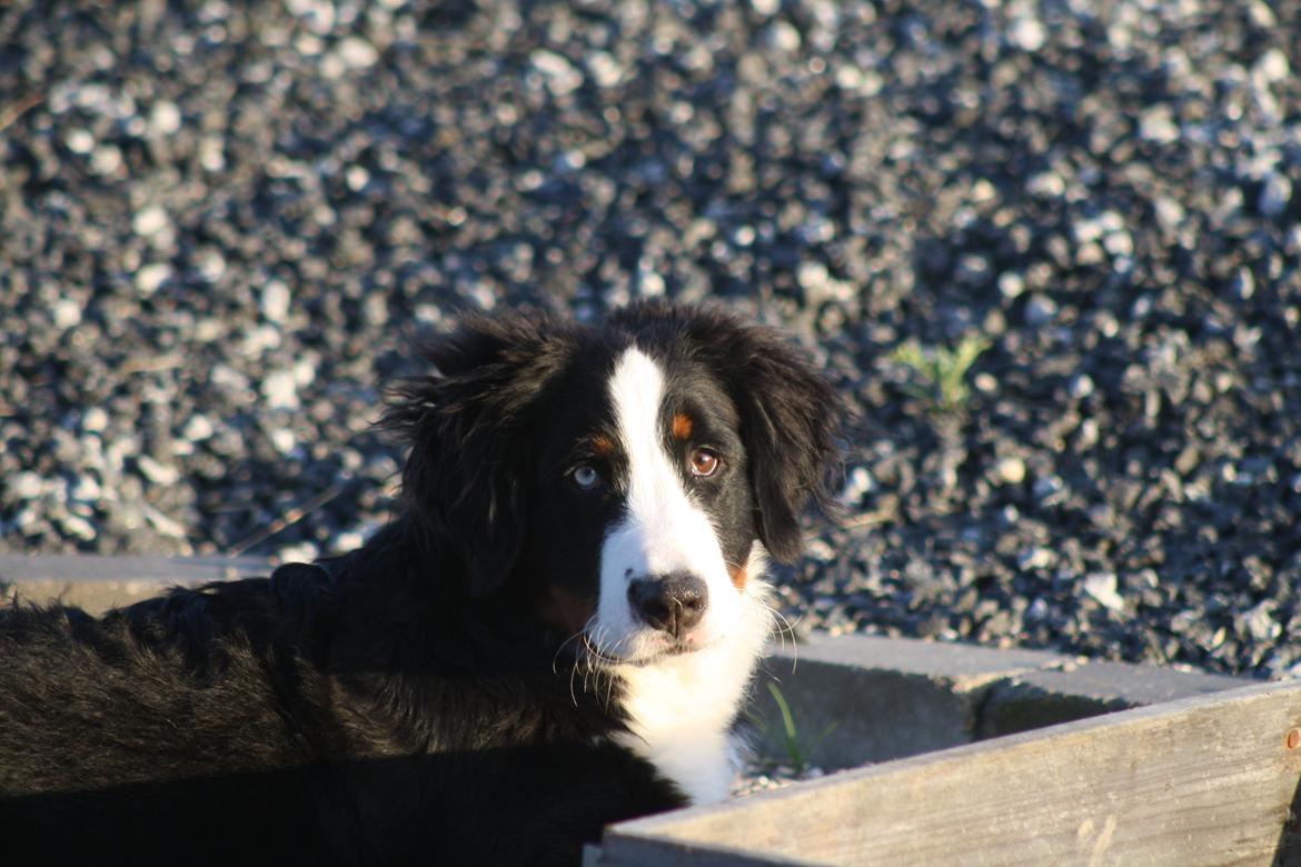 Berner sennenhund Aika billede 12