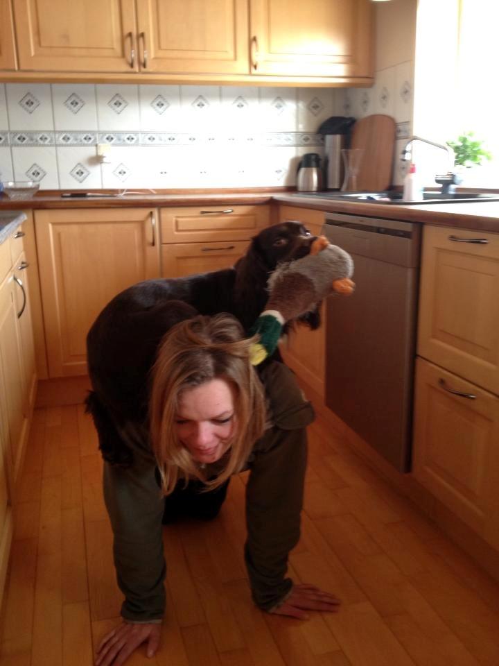 Field Trial Cockerspaniel Choko - choko får lige en ridetur..... billede 20