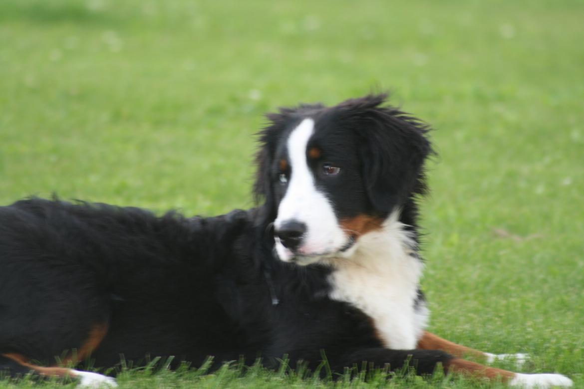 Berner sennenhund Aika billede 13