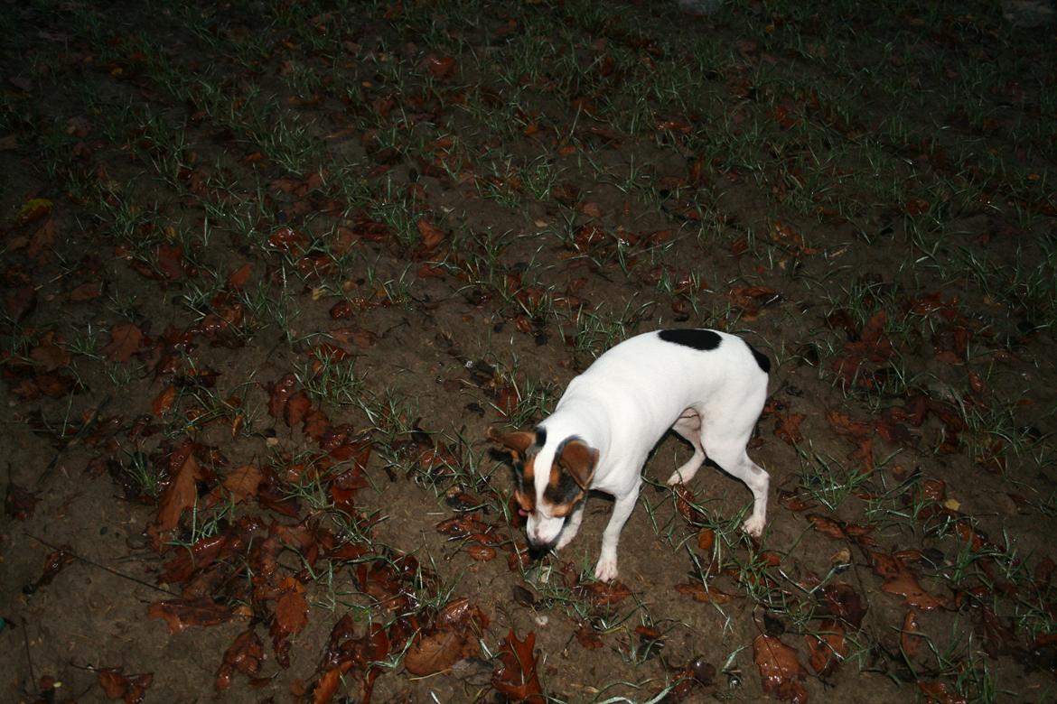 Dansk svensk gaardhund Albert billede 8