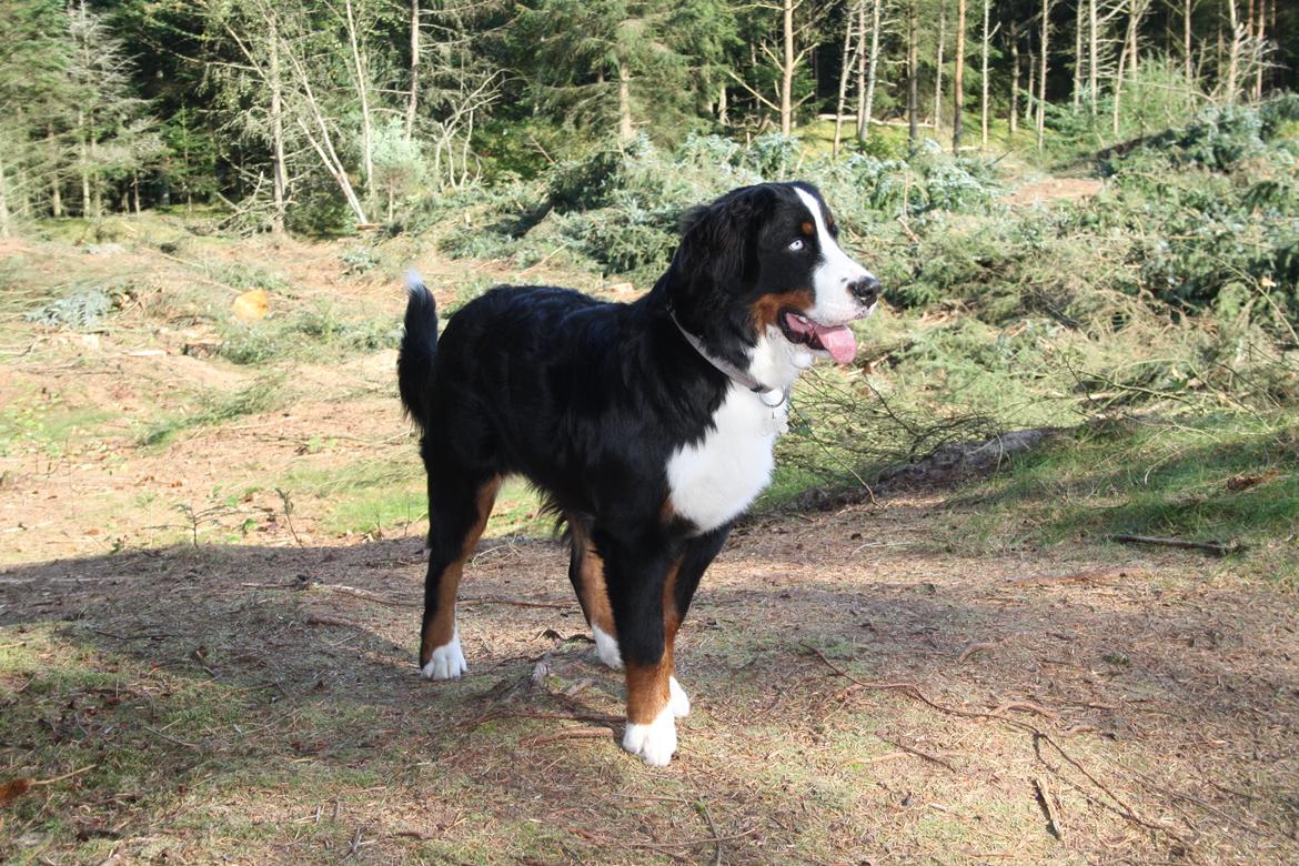 Berner sennenhund Aika billede 1