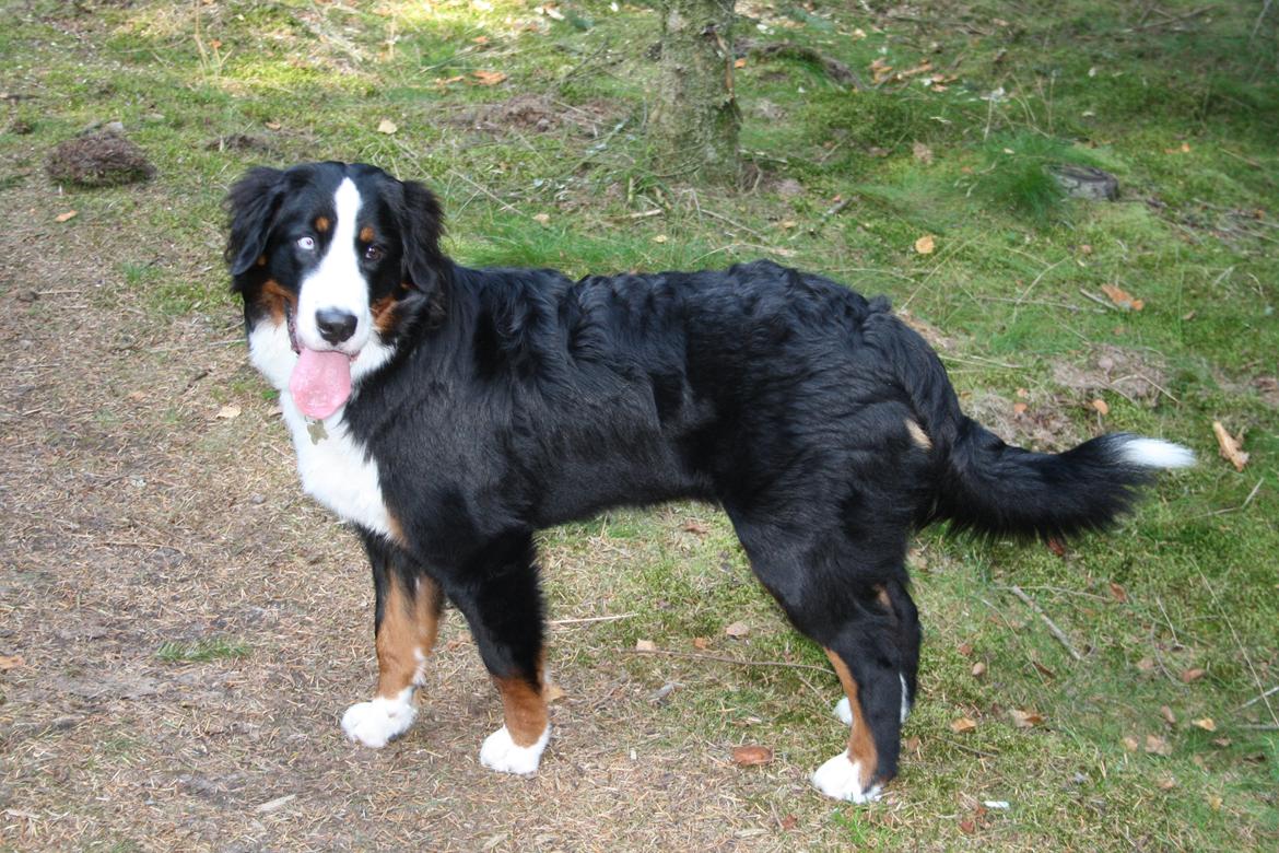 Berner sennenhund Aika billede 14