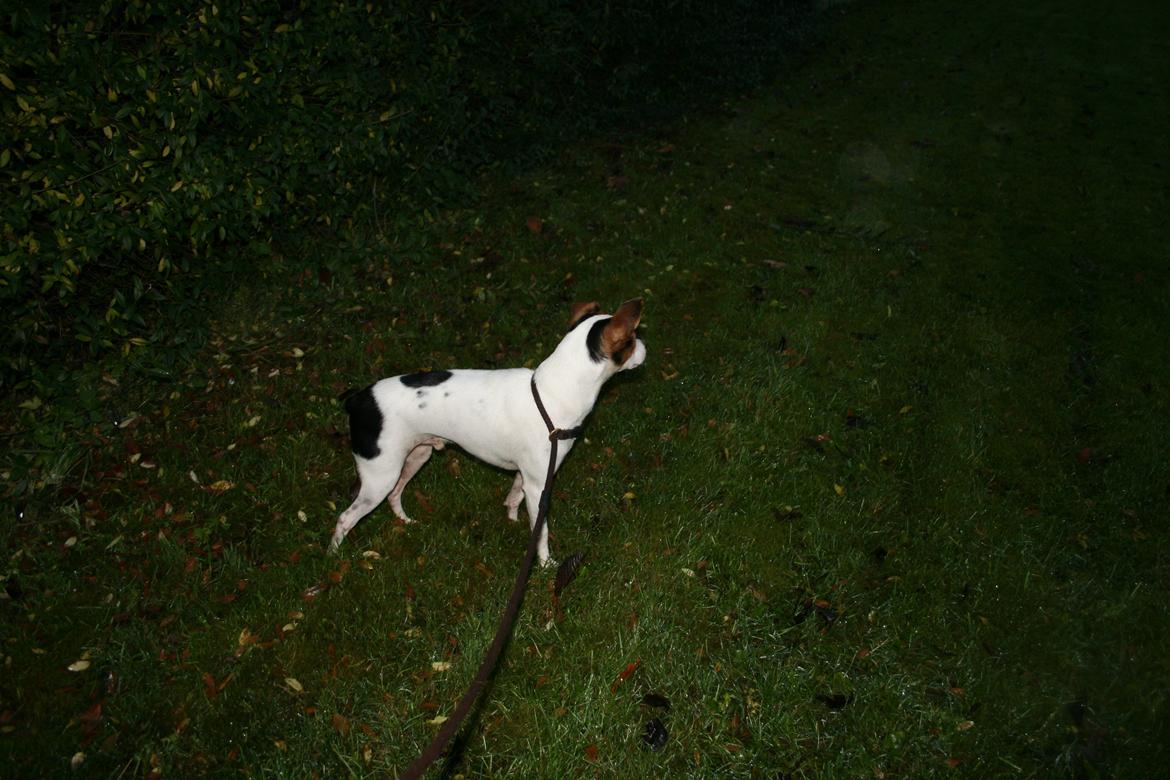 Dansk svensk gaardhund Albert billede 11