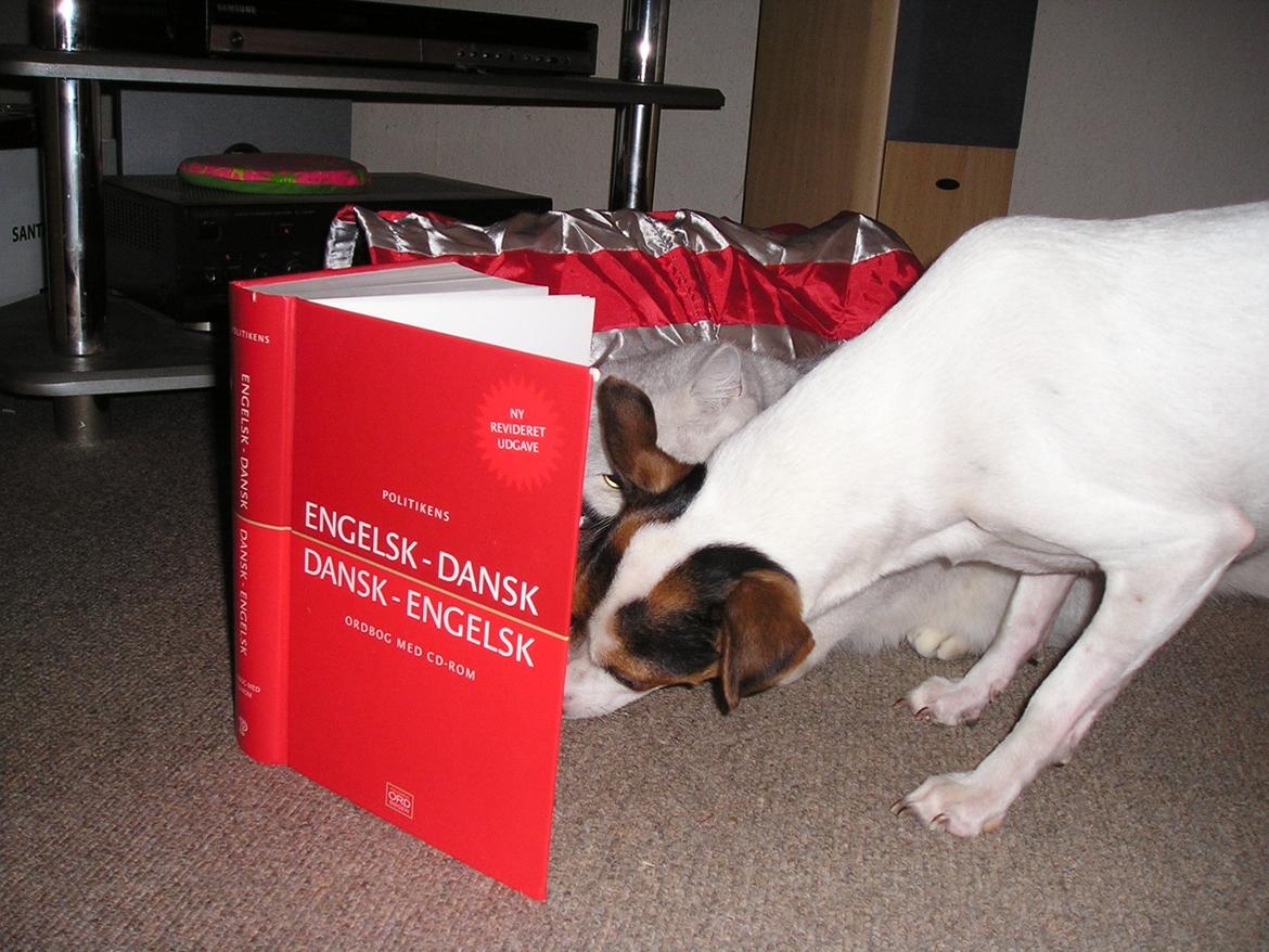 Dansk svensk gaardhund Albert billede 12