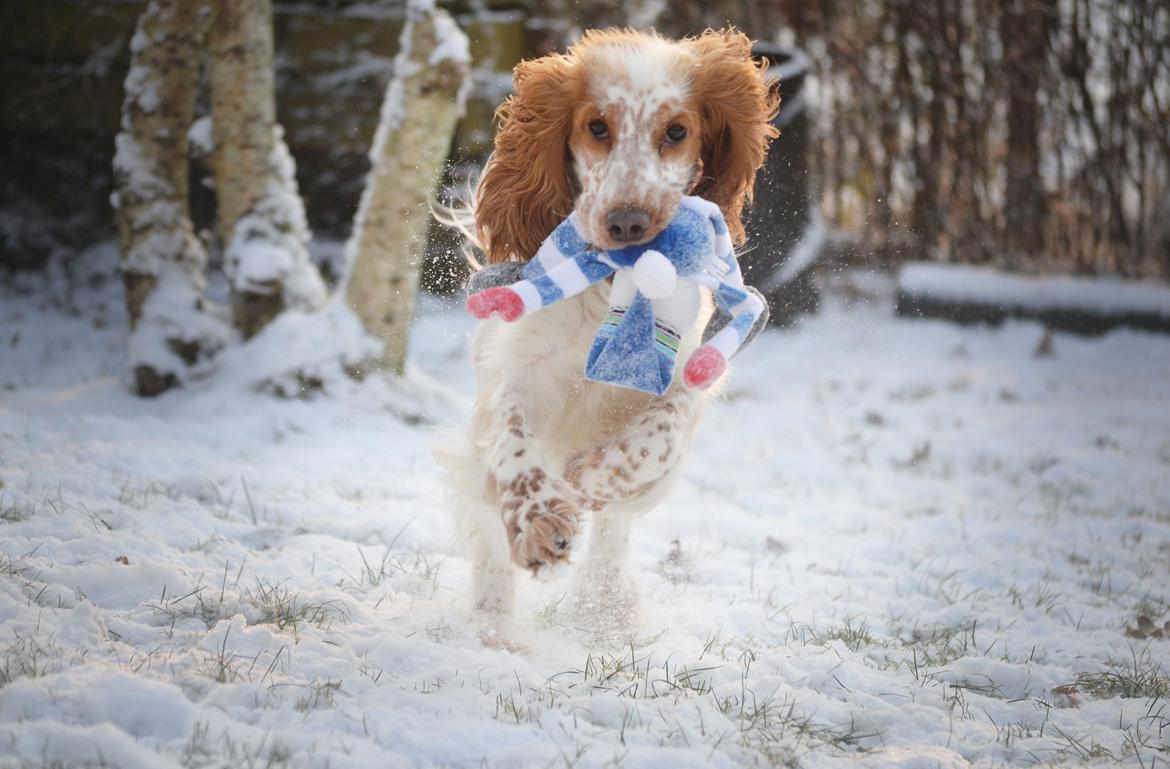 Cocker spaniel Althea billede 17