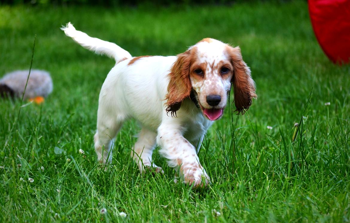 Cocker spaniel Althea billede 18