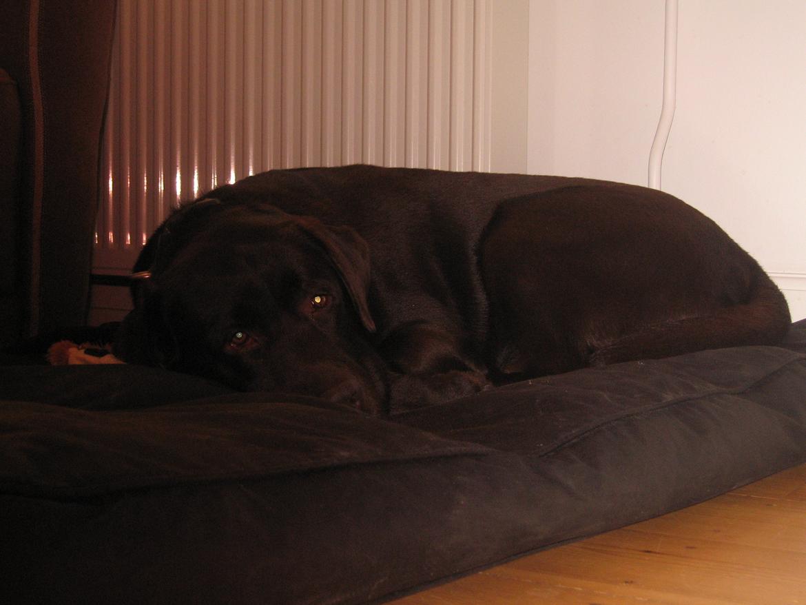 Labrador retriever Baloo<3 - Smid gerne en kommentar + bedømmelse til dejlige miiig<3 billede 20