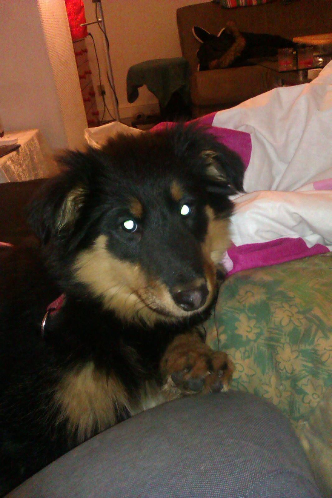 Blanding af racer Duchess - Mors baby <3 :)  billede 15