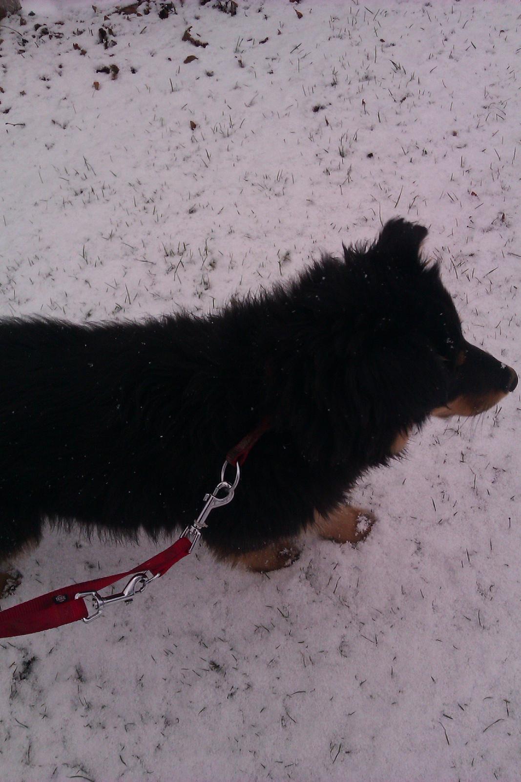 Blanding af racer Duchess - Ude og gå tur :)  billede 16