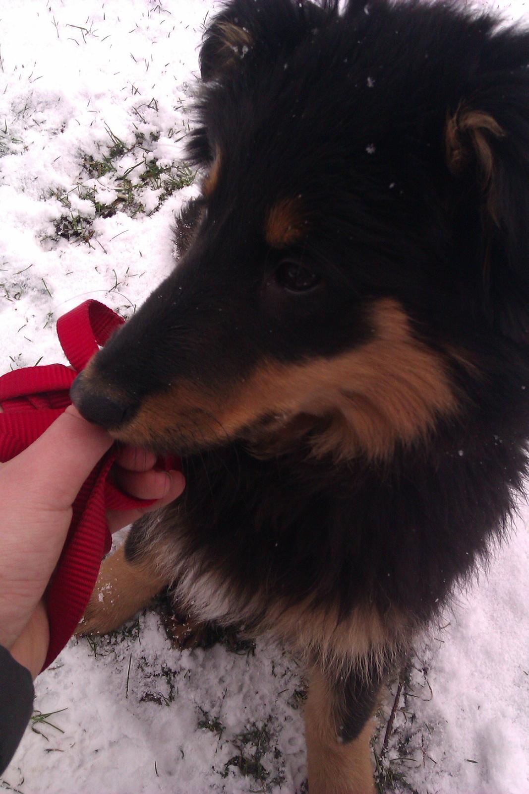 Blanding af racer Duchess - Duchess ude og gå tur :) <3 billede 14