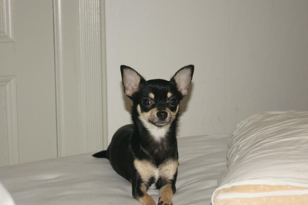 Chihuahua Daisy billede 3