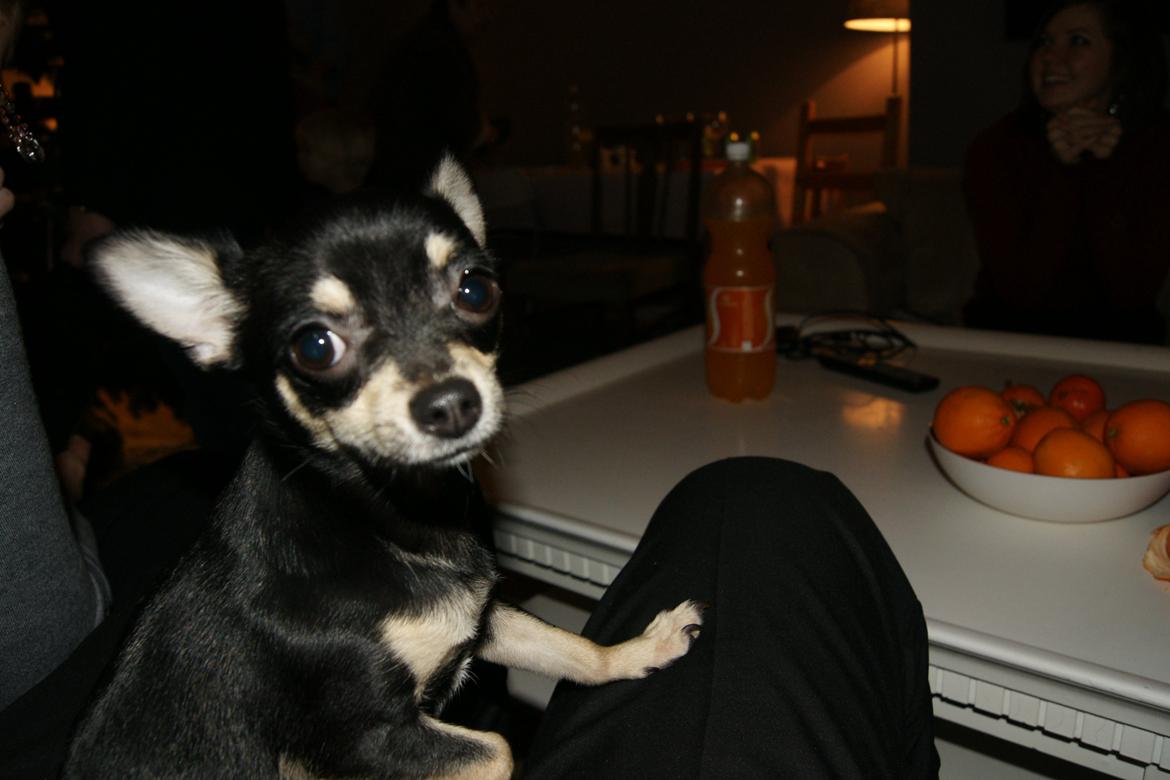 Chihuahua Daisy billede 4