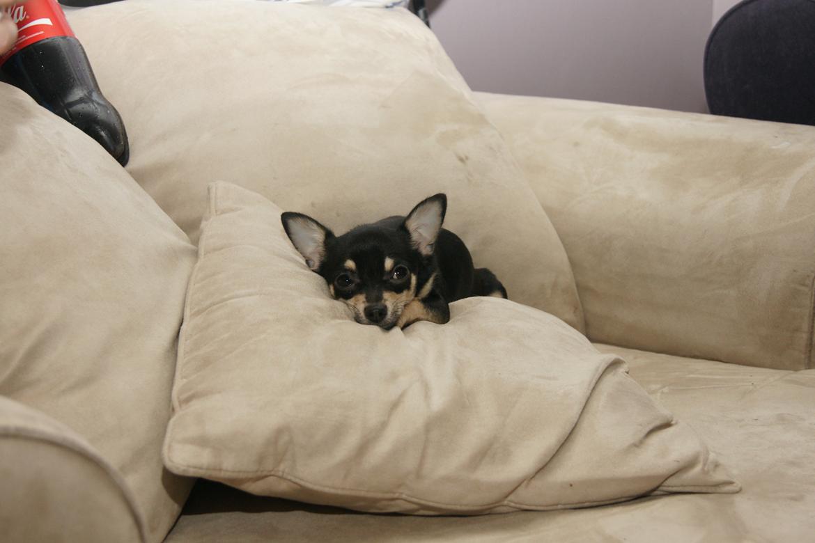 Chihuahua Daisy billede 5