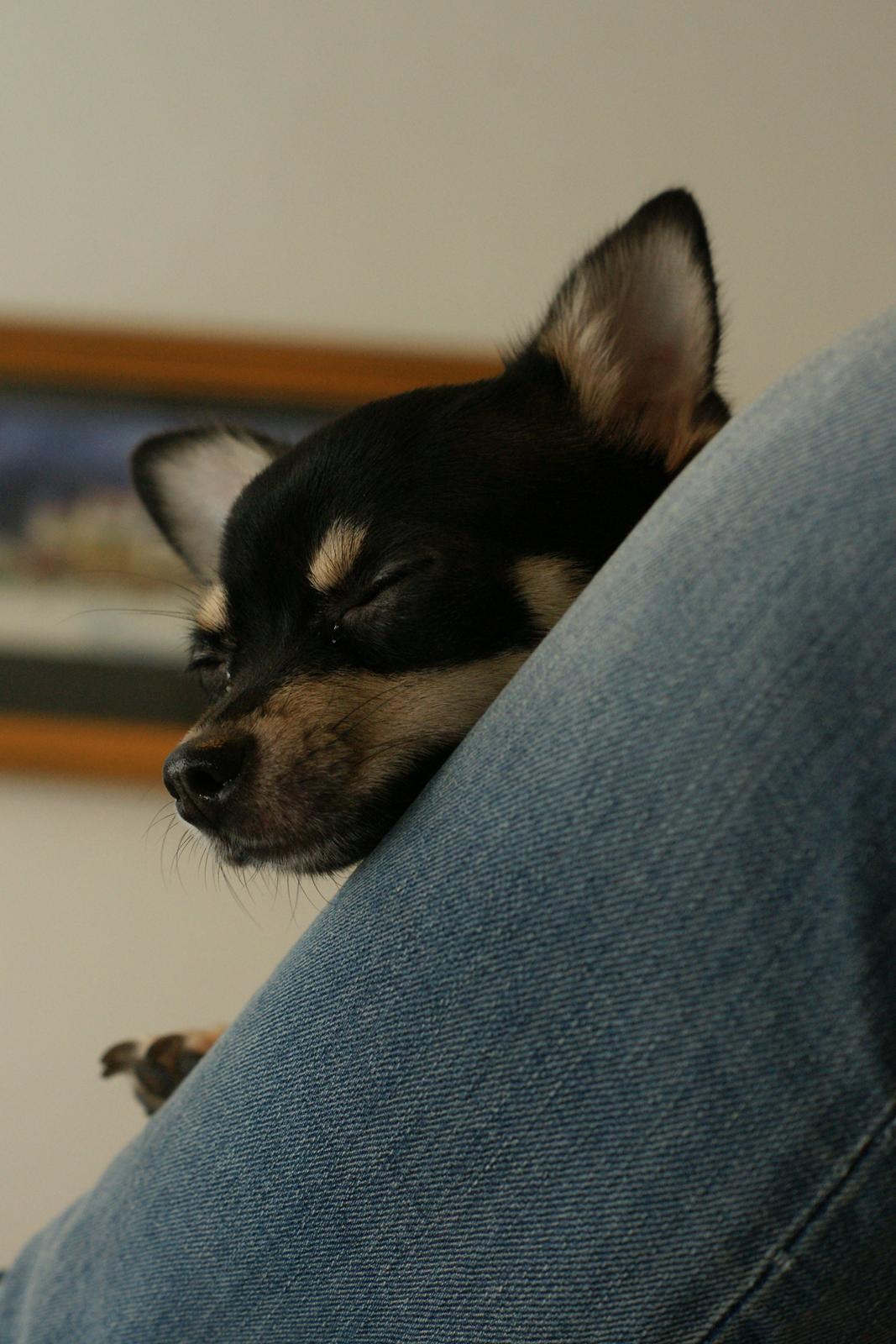 Chihuahua Daisy billede 7
