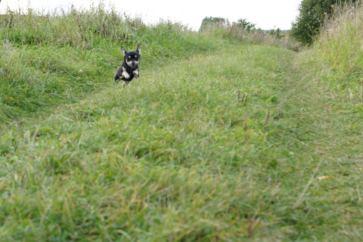 Chihuahua Daisy billede 1