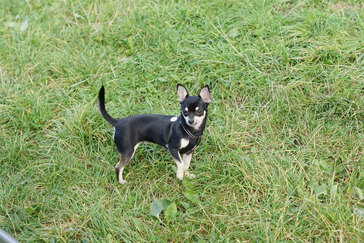 Chihuahua Daisy billede 2