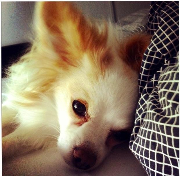 Blanding af racer Oscar billede 10