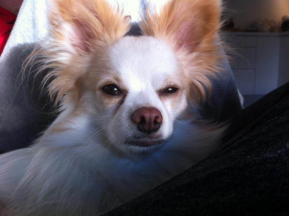 Blanding af racer Oscar billede 11