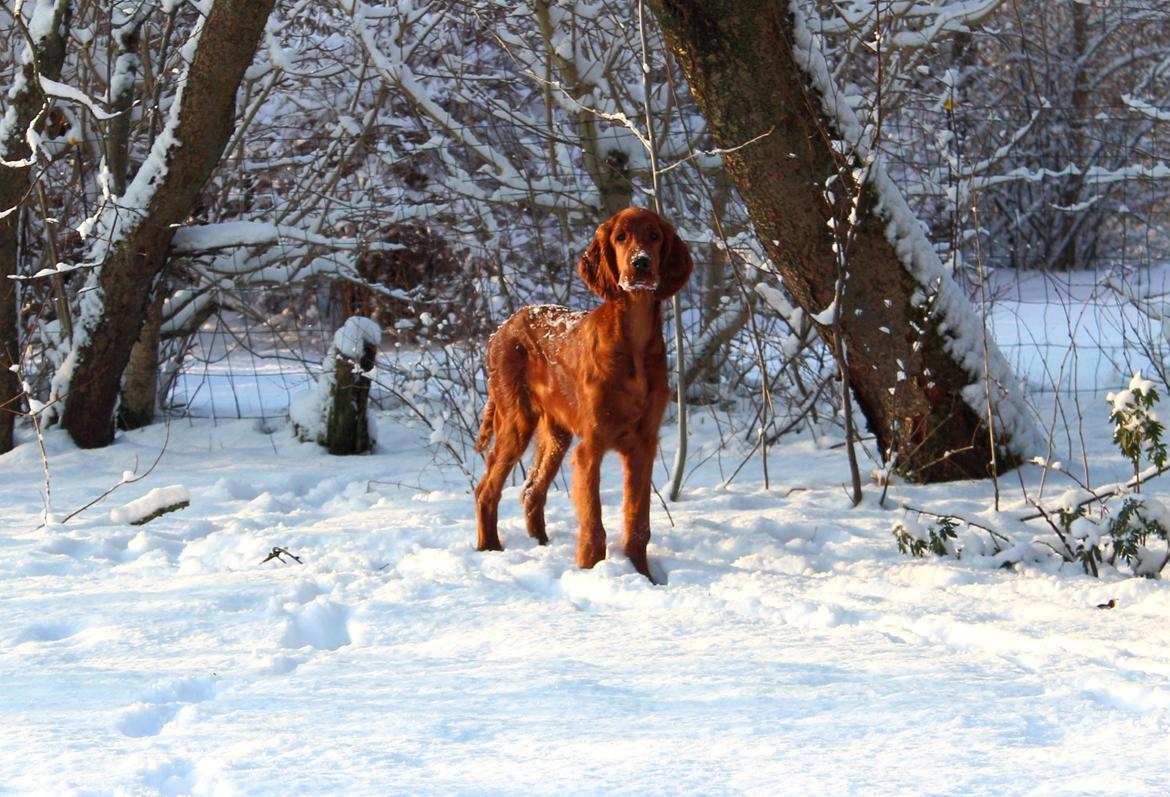 Irsk setter Cody R.F.S (run free sweetheart)  - Krokodillen i sneen billede 8