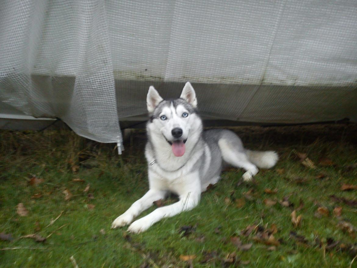 Siberian husky Divsen (diva) billede 8