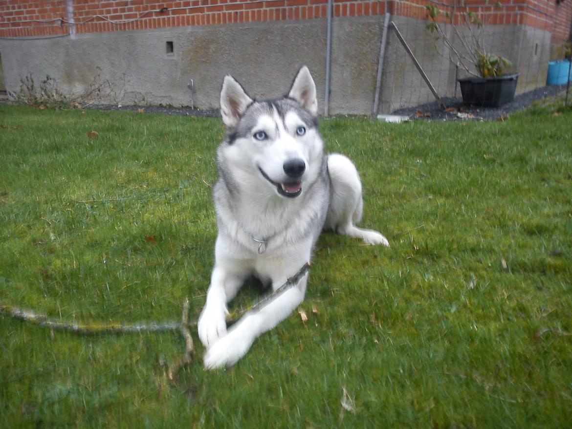 Siberian husky Divsen (diva) billede 9