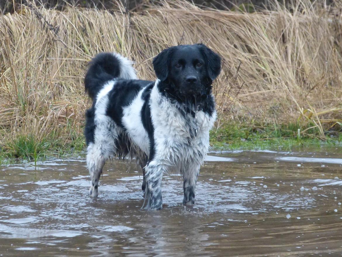 Stabijhoun Leffe (Bolt) billede 1