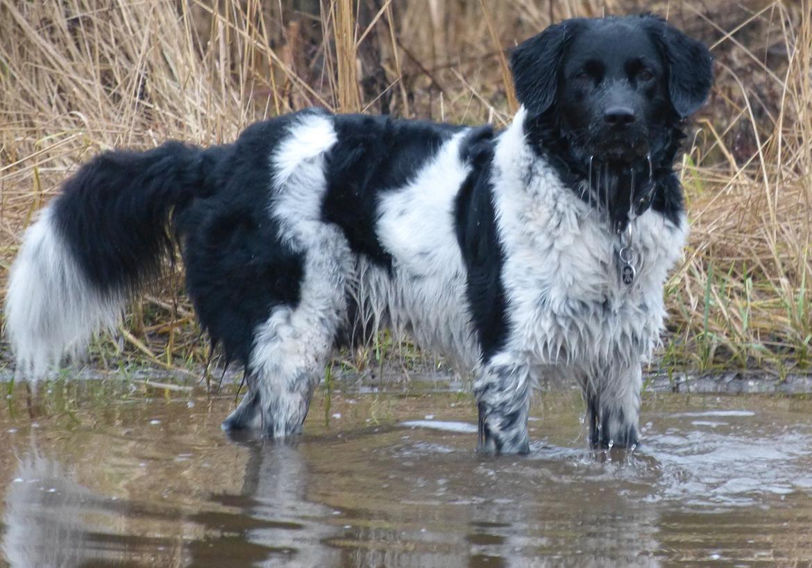 Stabijhoun Leffe (Bolt) billede 2