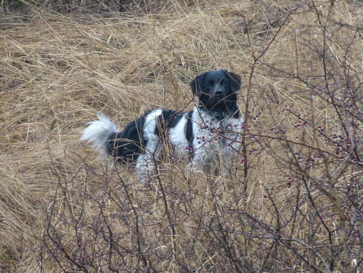 Stabijhoun Leffe (Bolt) billede 3
