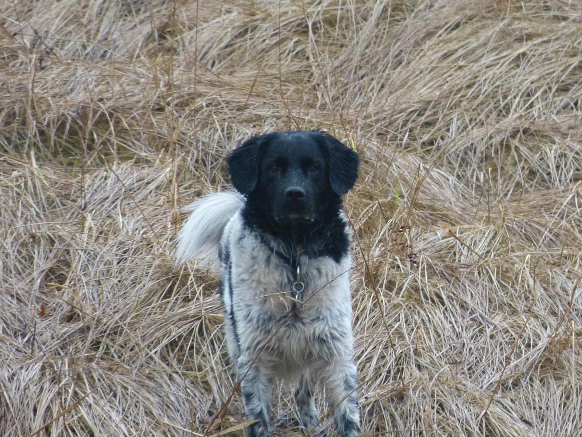 Stabijhoun Leffe (Bolt) billede 4