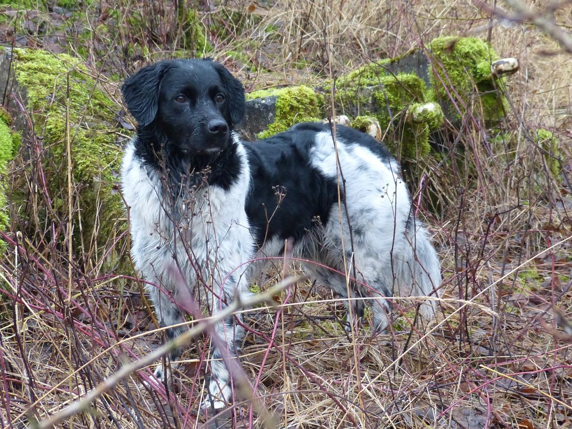 Stabijhoun Leffe (Bolt) billede 5