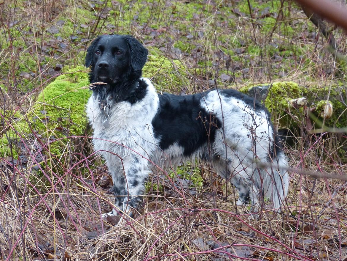 Stabijhoun Leffe (Bolt) billede 6