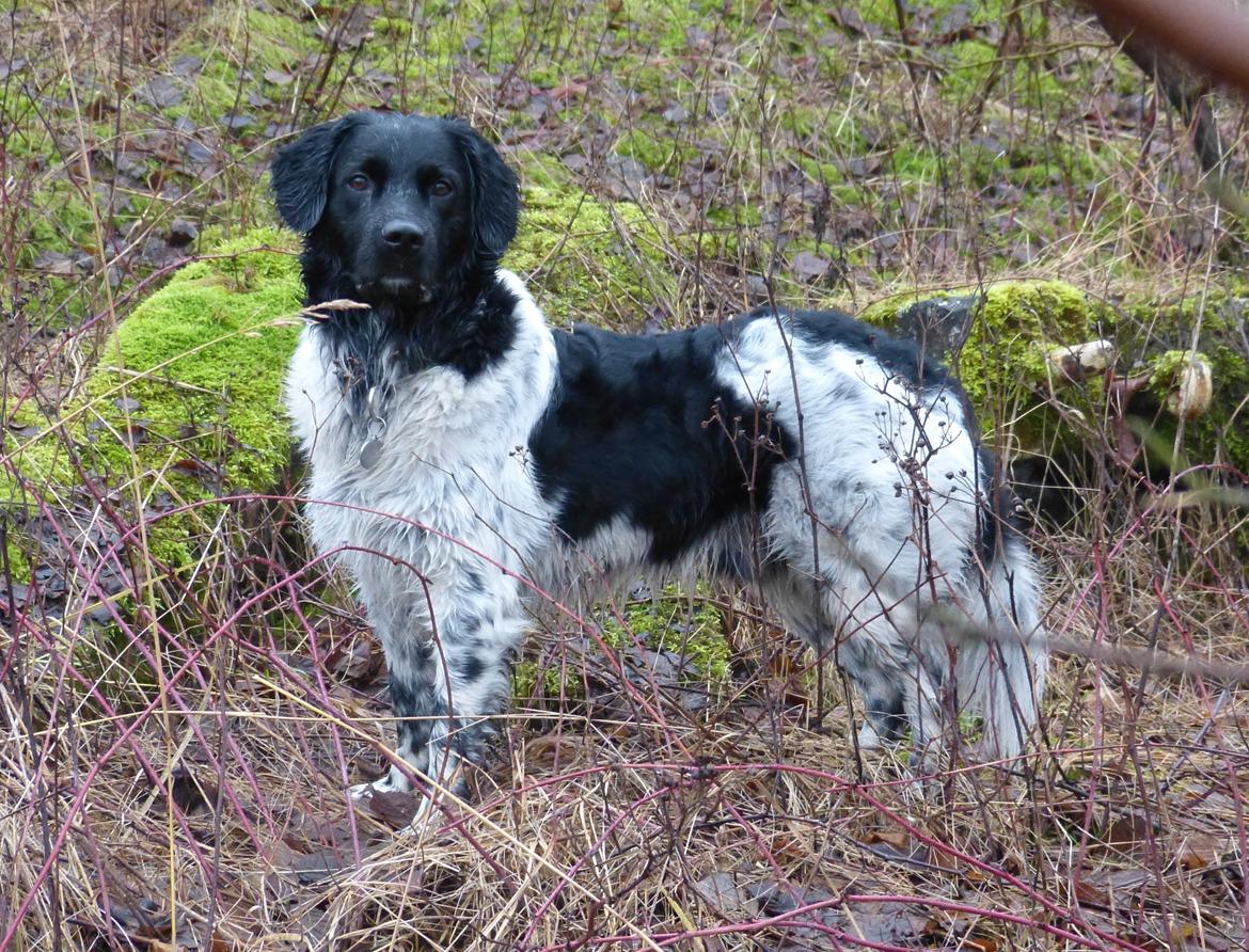 Stabijhoun Leffe (Bolt) billede 7