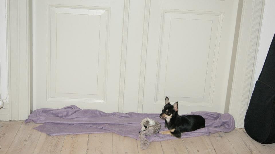 Chihuahua Daisy billede 10