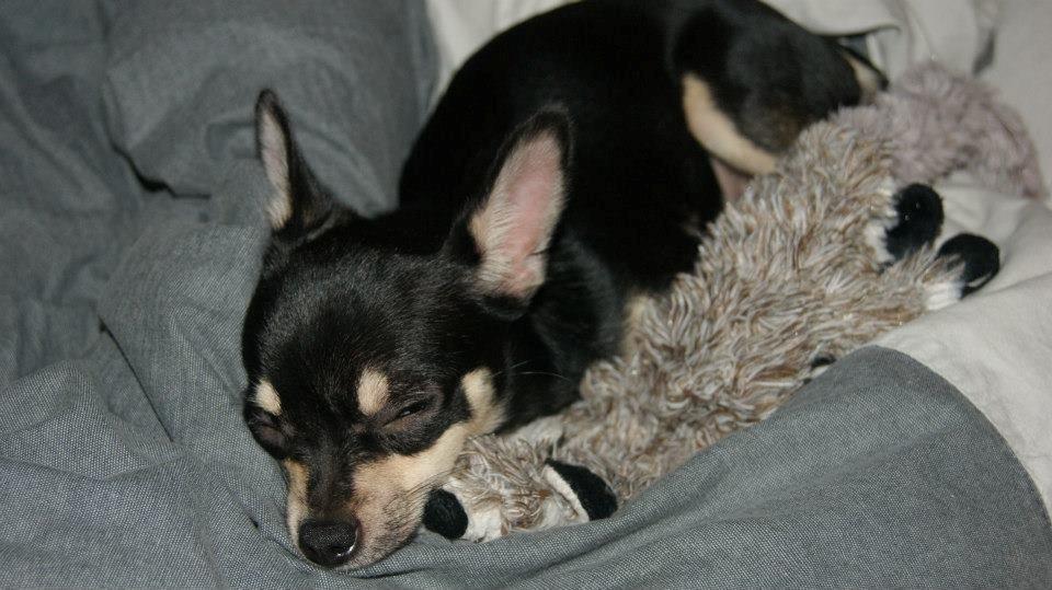 Chihuahua Daisy billede 11