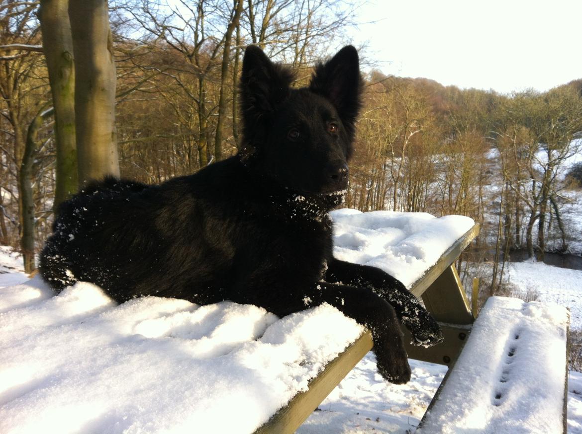 Schæferhund Tessa - Tessa 5 måneder billede 16